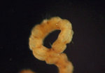 Paraonella spinifera
